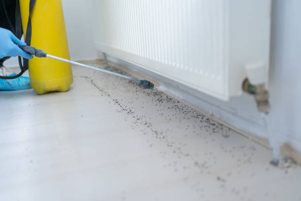 Best Spider Control Near Me  in Halsey, OR